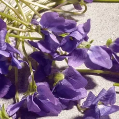 Dolce Violet