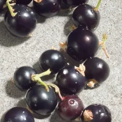 Dolce Violet