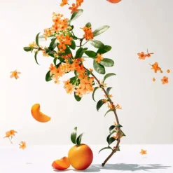 Fleur d'Osmanthus