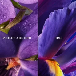 Insolence Cofanetto Edp