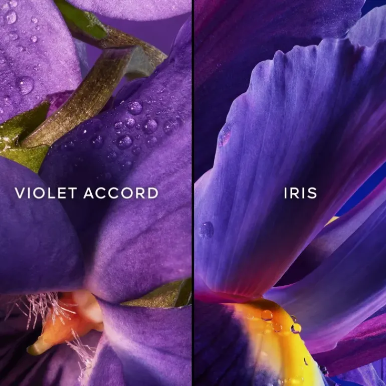 Insolence Cofanetto Edp