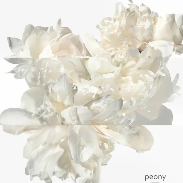 Twilly d'Hermes Eau Ginger